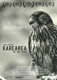 Karearea: The Pine Falcon