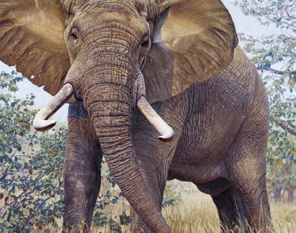 Jumbo