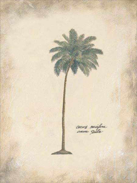 Cocoa Palm