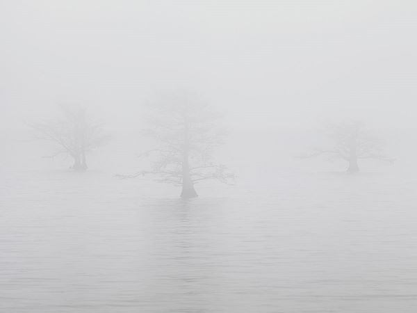 Three Quiet Trees