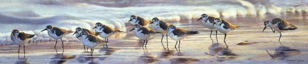 Shoreline Sanderlings