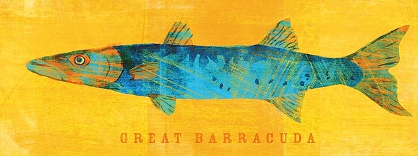 Great Barracuda