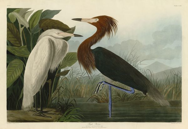 Purple Heron