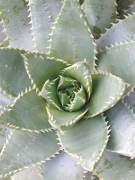 Cactus 3