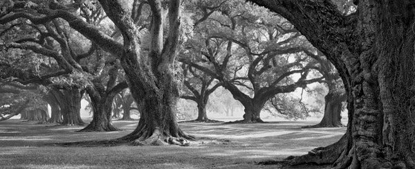 Oak Alley West Row