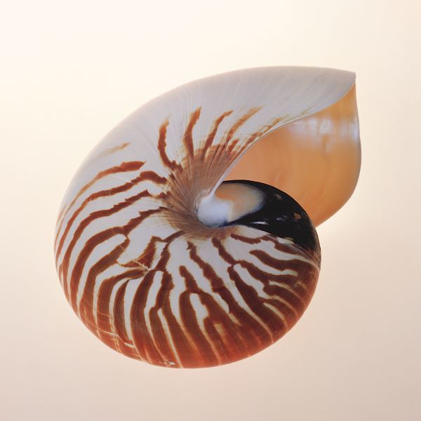 Nautilus