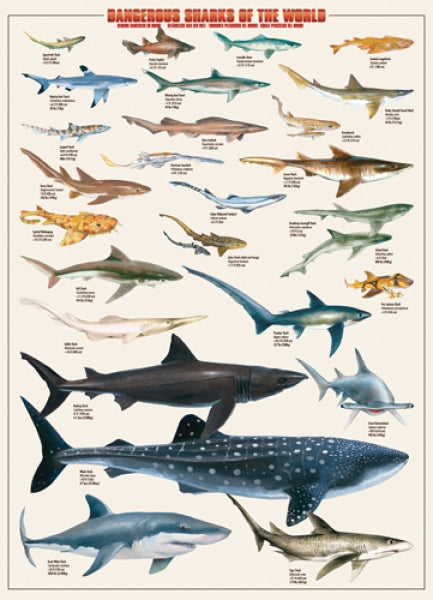 Dangerous Sharks of the World