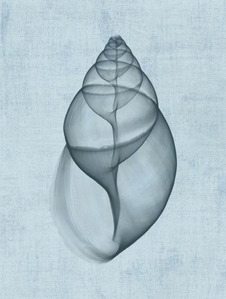 Achatina Shell (light blue)