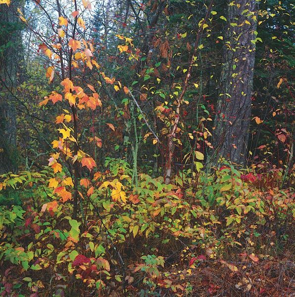 Sprinkle of Fall Color