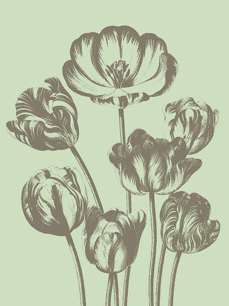 Tulip 11