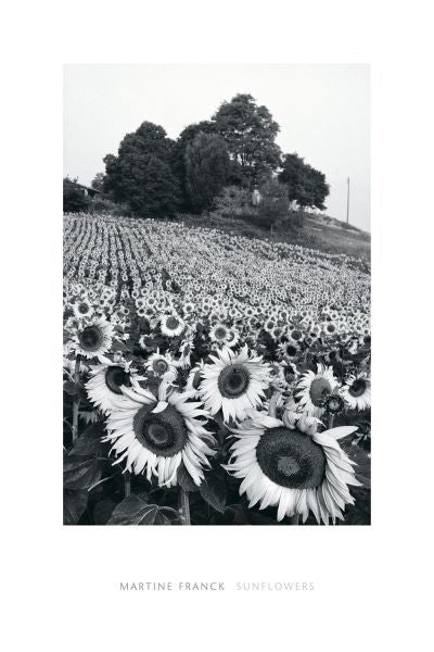 Sunflowers, Provence, France