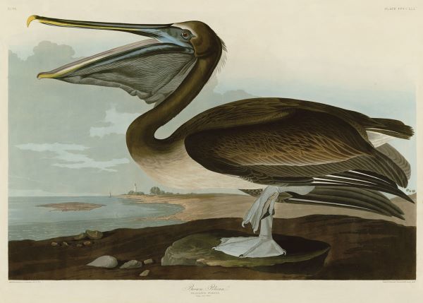 Brown Pelican