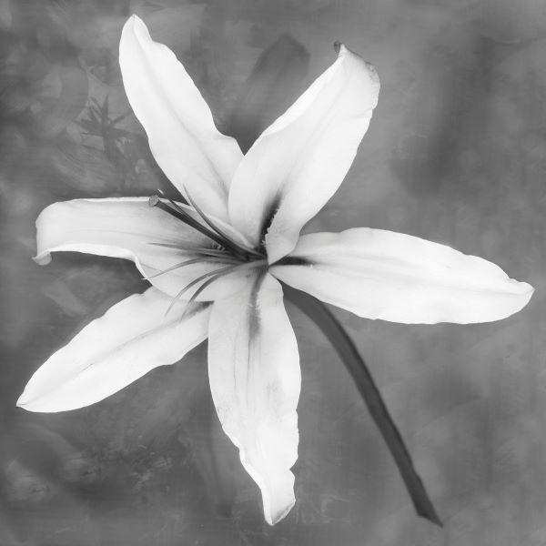 Lily (b/w)