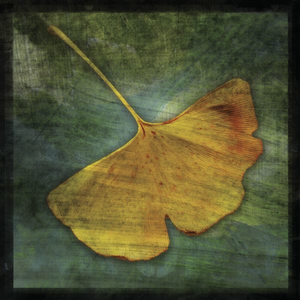 Gingko 3