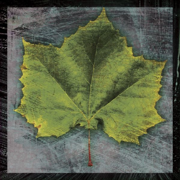 Sycamore