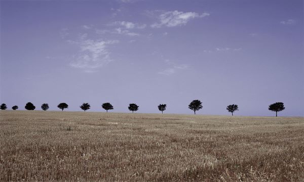 Season's Yield