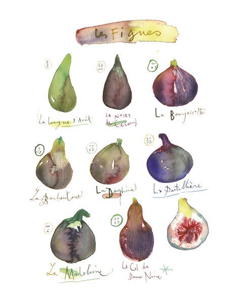 Fig Varieties