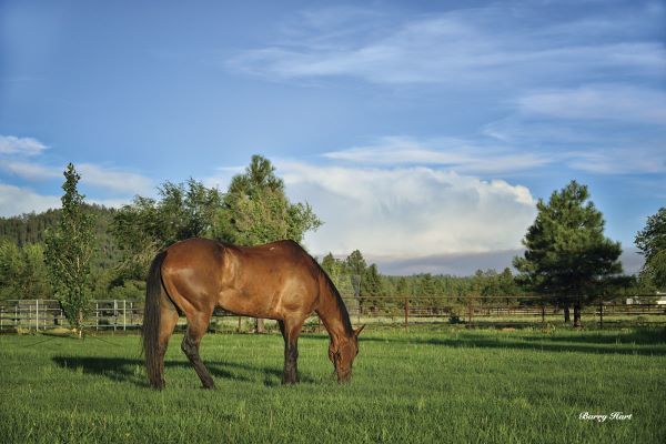 Copenhagen in Pasture (color)