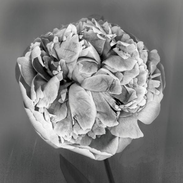 Peony (b/w)