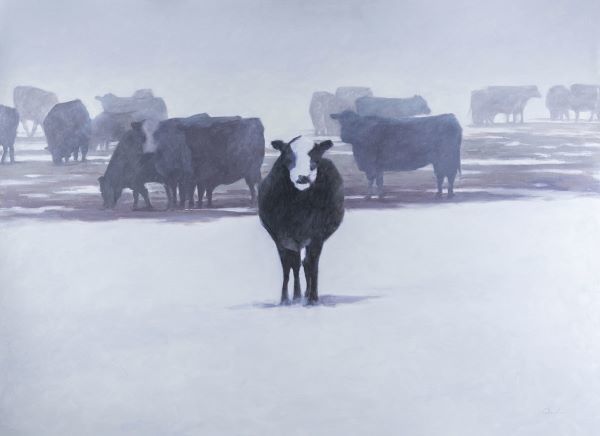 Cows in the Snow