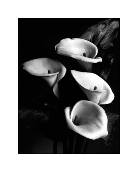 Four Lilies