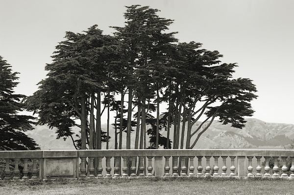 Cypress Trees and Balusters