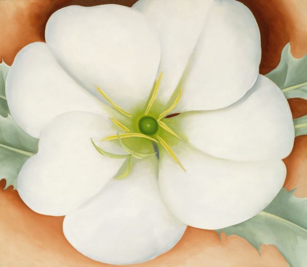 White Flower on Red Earth, No. 1, 1946