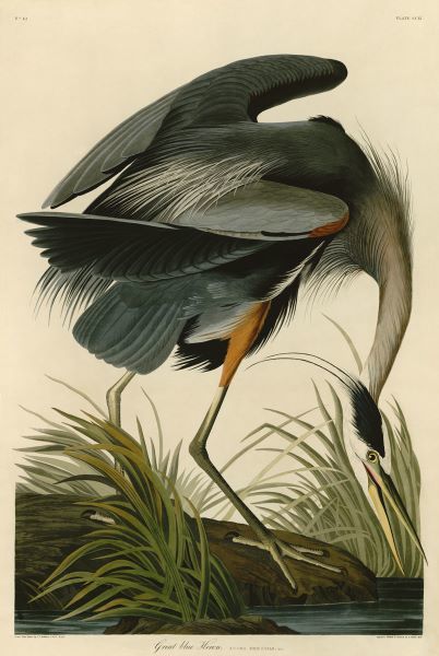 Great Blue Heron