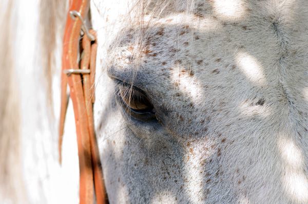 Horseâ€™s Eye