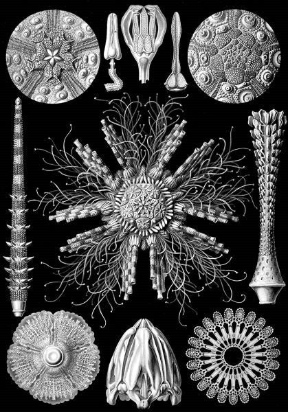 Microscopic Echinidea