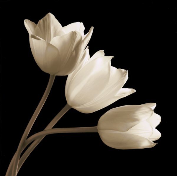 Three Tulips