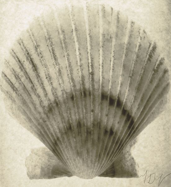 Scallop Shell
