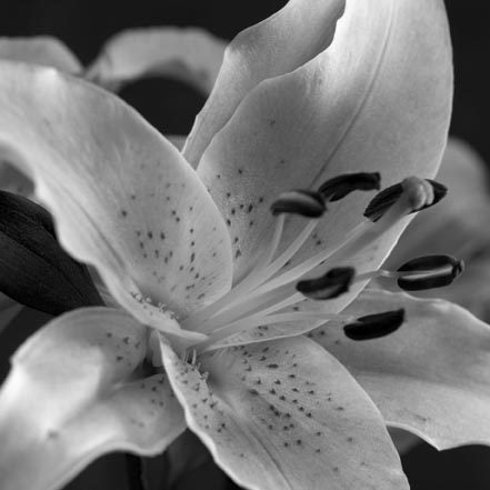 Speckled Lily