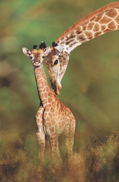Tender Love