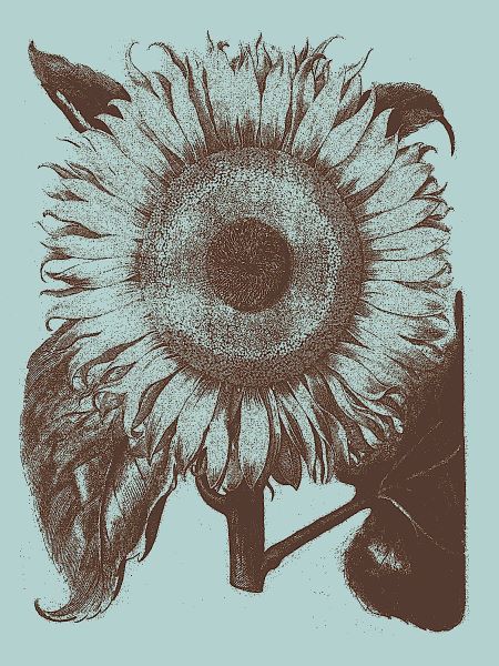 Sunflower 18