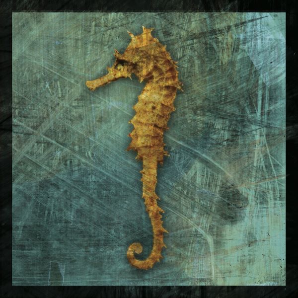 Seahorse