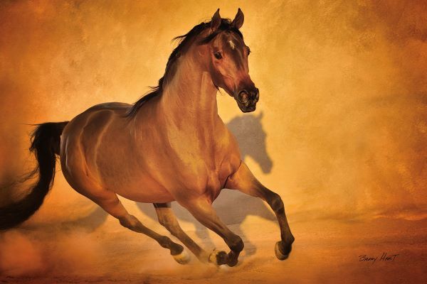 Born to Run