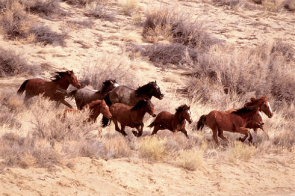 Mustang Horses Running, Wyoming