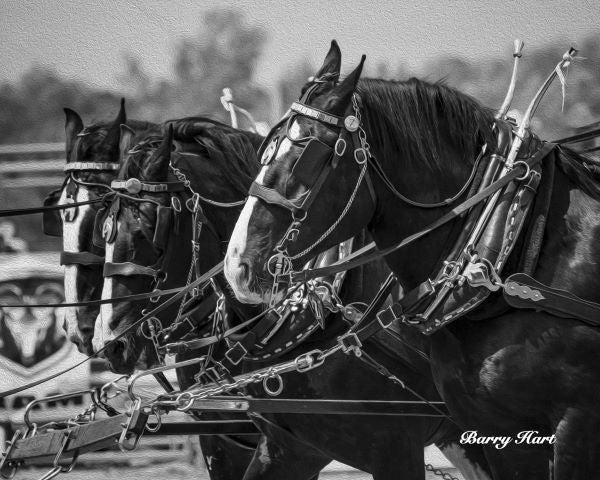 Shire Horse Team