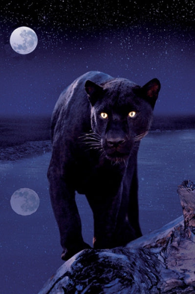 Black Panther In Moonlight