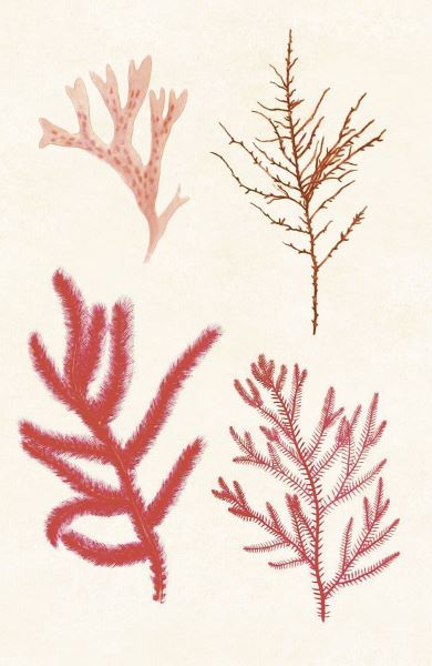 Algae 12