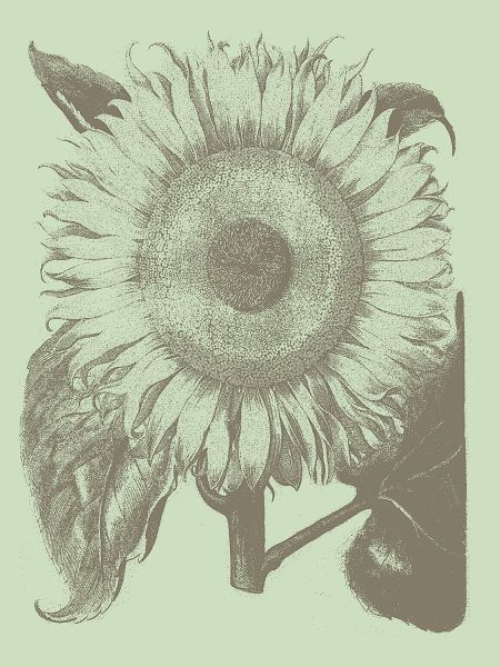 Sunflower 11