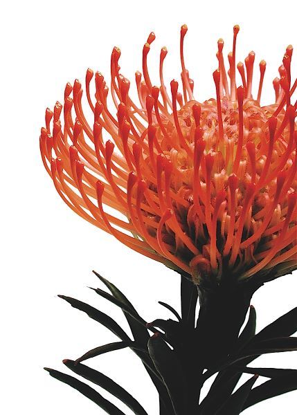 Orange Protea 1