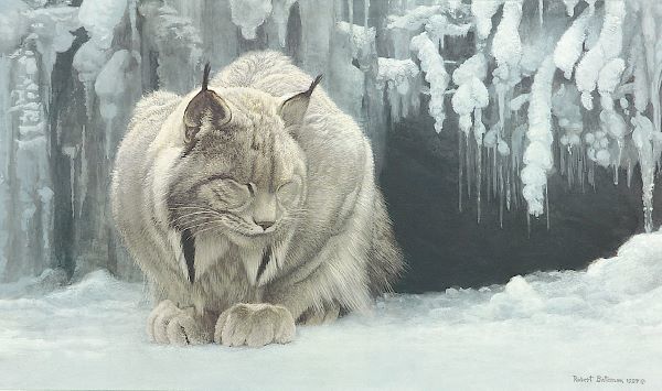 Dozing Lynx (detail)