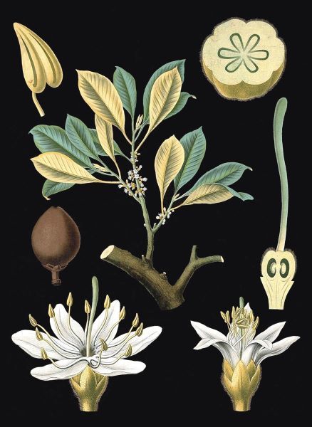 German Educational Plate: Palaquium Gutta