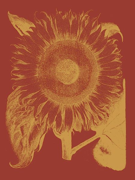 Sunflower 16