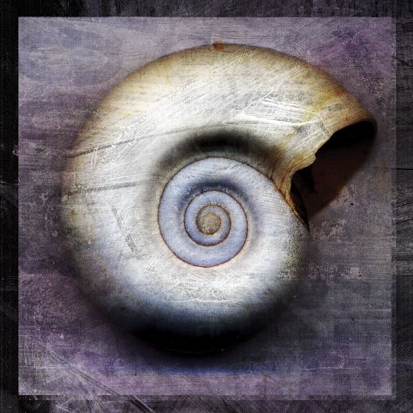 Moon Snail