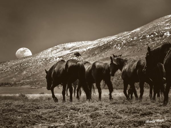 Be it Moon or Sun a Cowboyâ€™s Workâ€™s Never Done