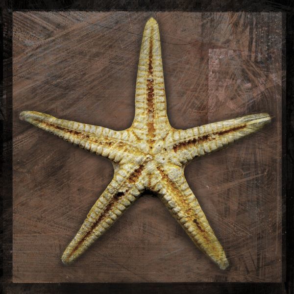 Starfish