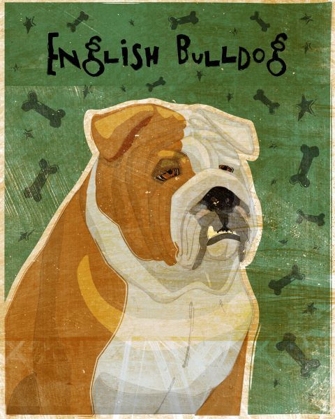 English Bulldog (tan and white)